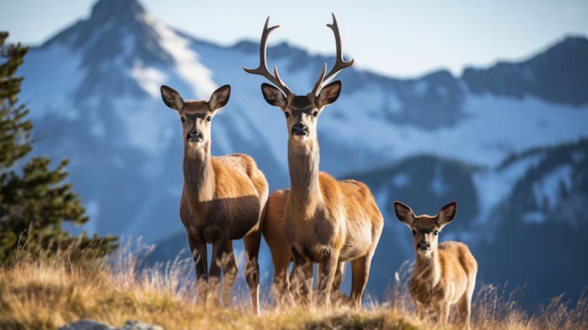 artical - 2025-03-03T120648.653