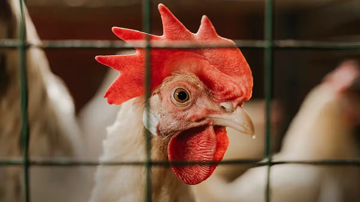 H5 Bird Flu: பறவைக் காய்ச்சல் பரவும் போது சிக்கன் மற்றும் முட்டை சாப்பிடலாமா?