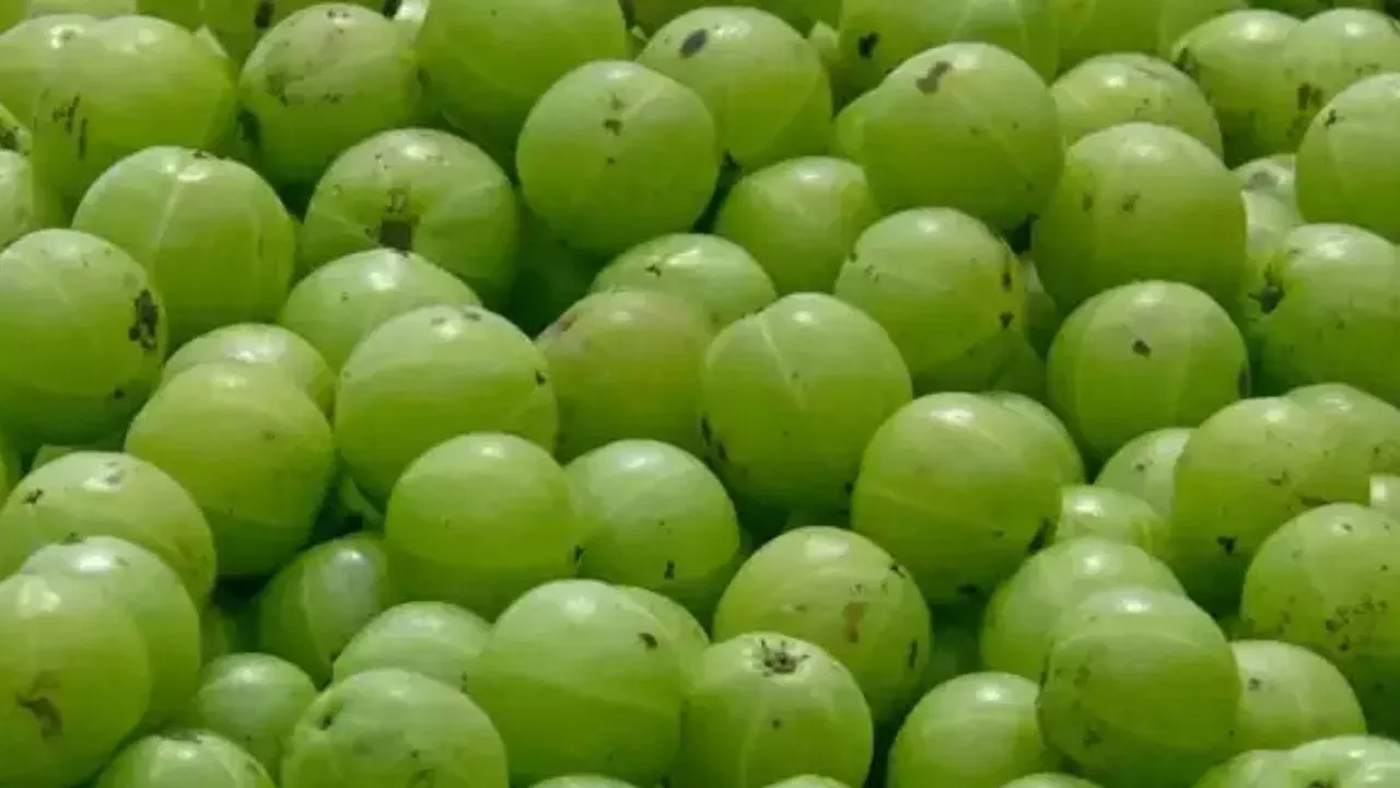 Amla For Hair: தலைக்கு நெல்லிக்காய் பயன்படுத்தும் முன்.. இந்த மூணு விஷயங்கள நியாபகத்துல வச்சிக்கோங்க...!

