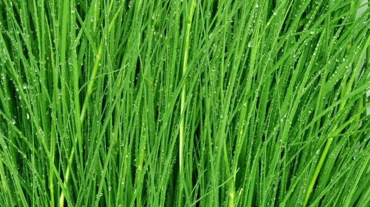 Arugampul Benefits: என்ன பிரச்னையா இருந்தாலும் அசால்ட்டா தட்டி விடும் அருகம்புல்.! 
