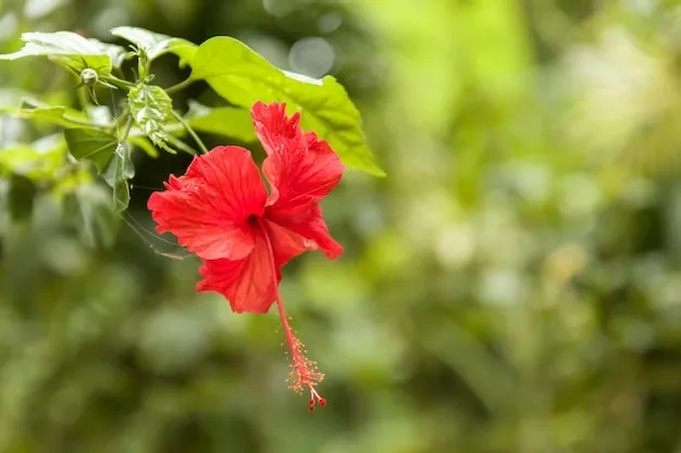 Hibiscus For Hair Growth:கையில் பிடிக்க முடியாத அளவுக்கு கரு கருன்னு முடி வளர, செம்பருத்தி பூவுடன் இதை எல்லாம் சேருங்க...!
