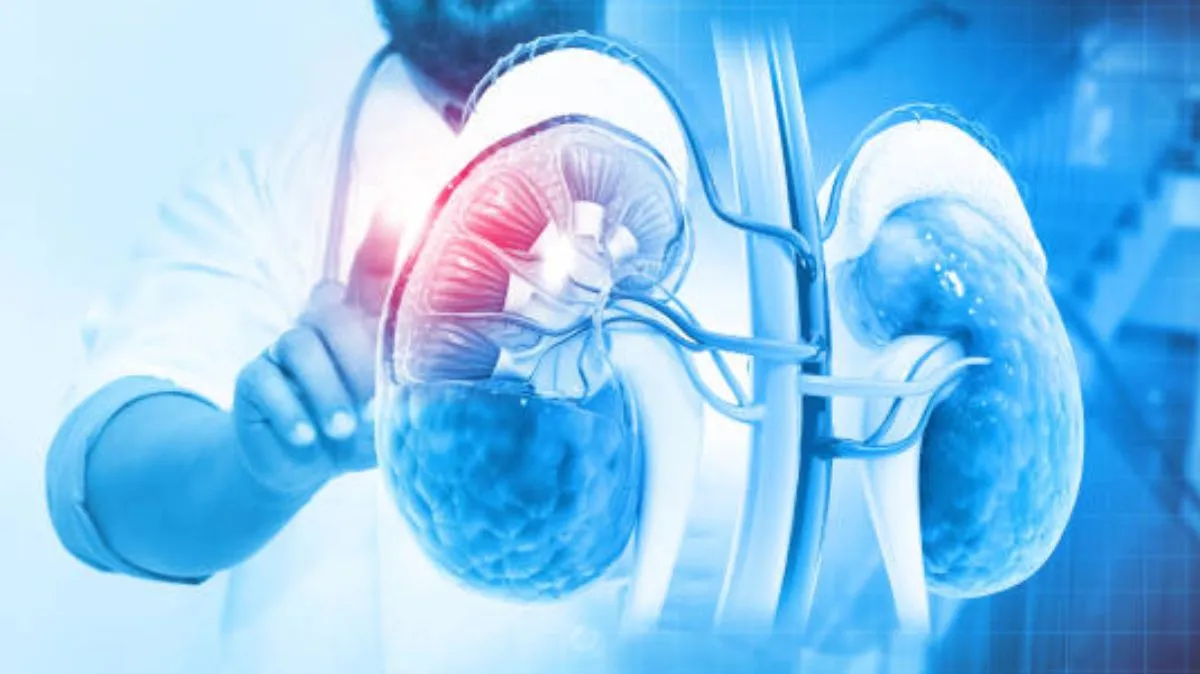 Kidney Health: சிறுநீரகம் ஆரோக்கியமாக செயல்பட.. இந்த உணவுகளை எடுத்துக்கொள்ளவும்..