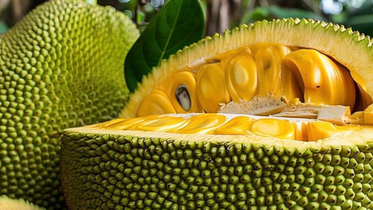 jackfruit-seeds-for-weight-loss