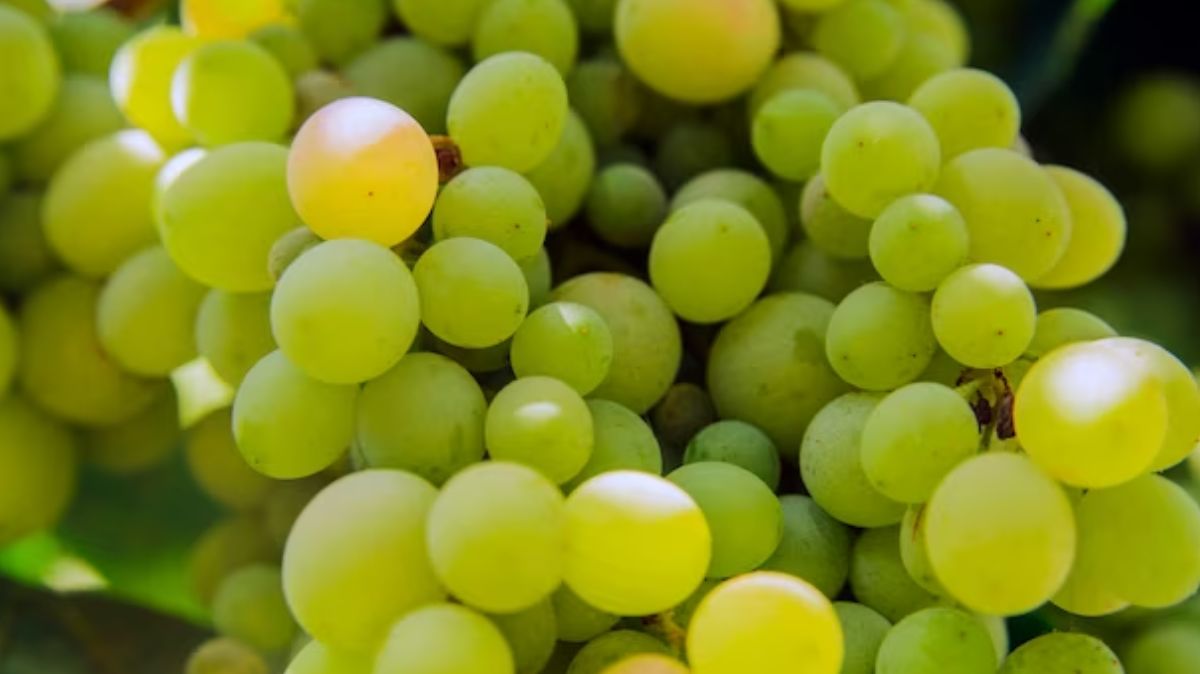 benefits of green grapes
