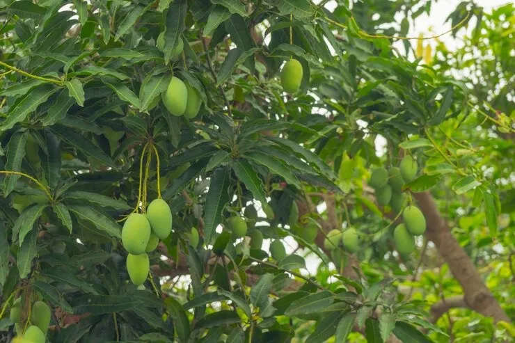 இந்த டீயை குடிச்சா போதும்; 4 கொடிய நோய்கள் உங்க கிட்டக்கூட நெருங்காது...!