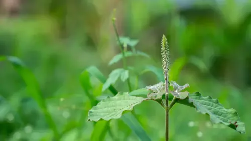 Nayuruvi Benefits: உங்களுக்கு நீண்ட நாள் உயிர்வாழ ஆசையா? அப்போ இந்த ஒரே ஒரு கீரையை மட்டும் சாப்பிடுங்க!