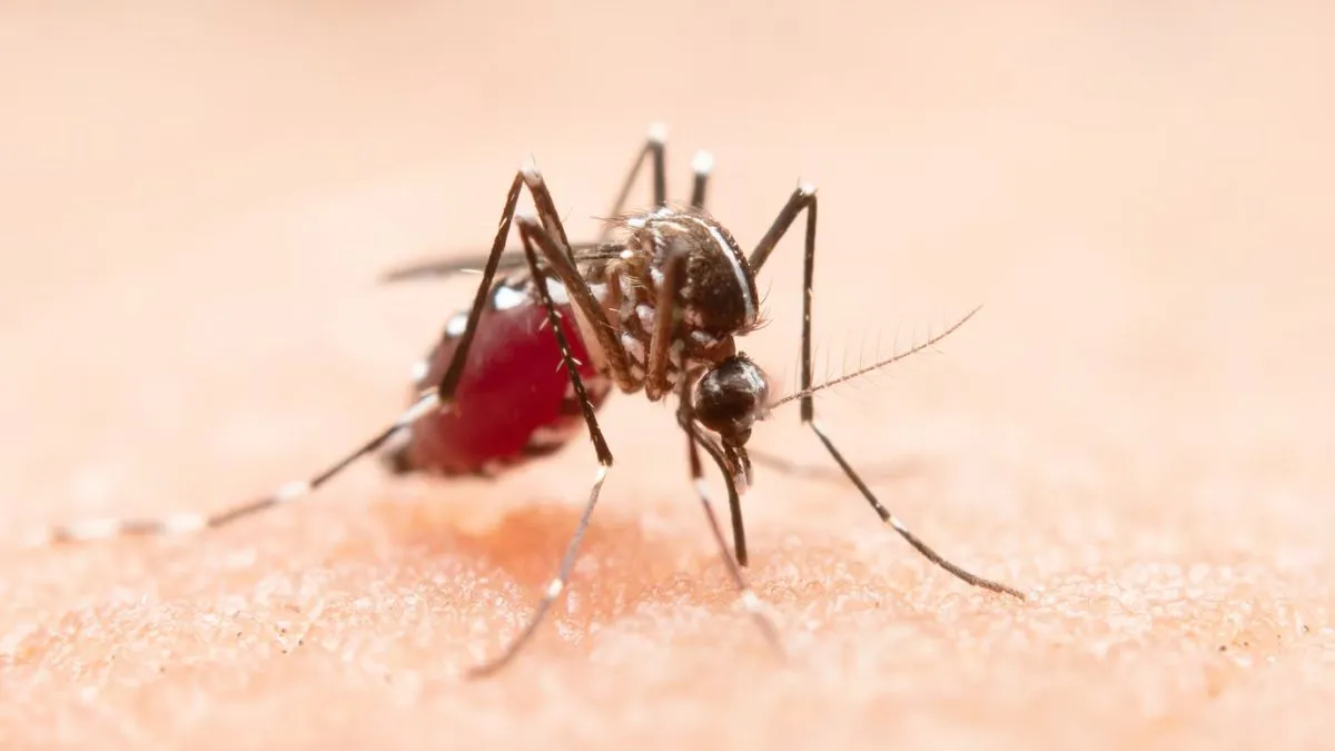 World malaria day 2025: மலேரியா உங்களை நெருங்காம இருக்க டிப்ஸ் ஃபாலோ பண்ணுங்க