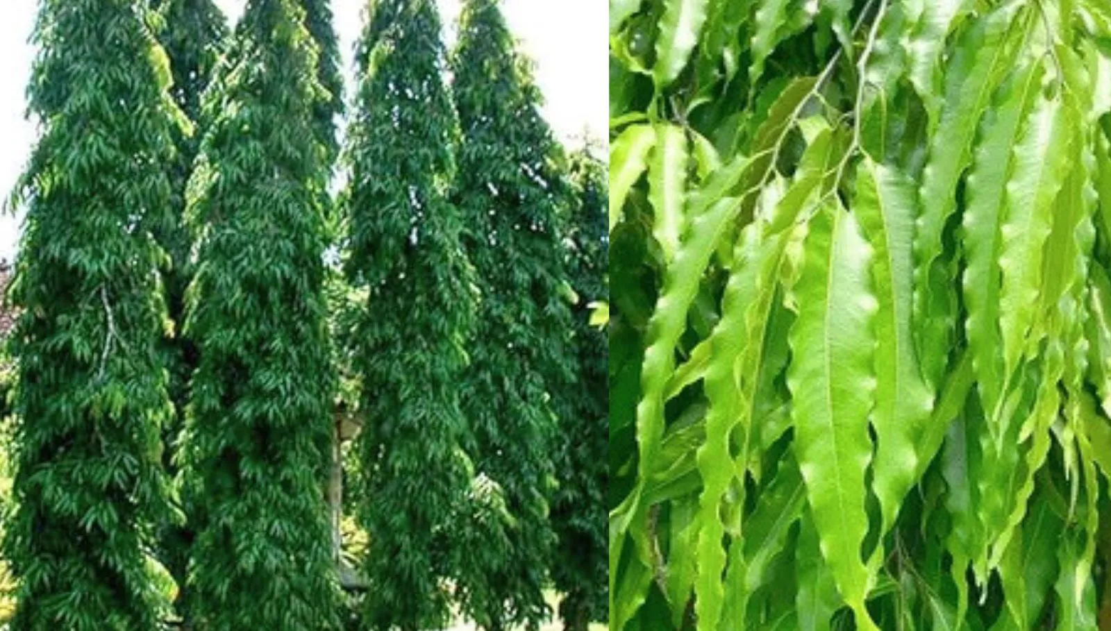 Nettilingam Benefits: சாலையோர நெட்டிலிங்கம் மரம் அழகுக்கு அல்ல.. கொட்டிக்கிடக்கும் மருத்துவ நன்மைகள்!
