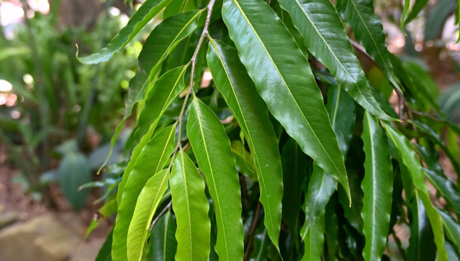 nettilingam-in-tamil