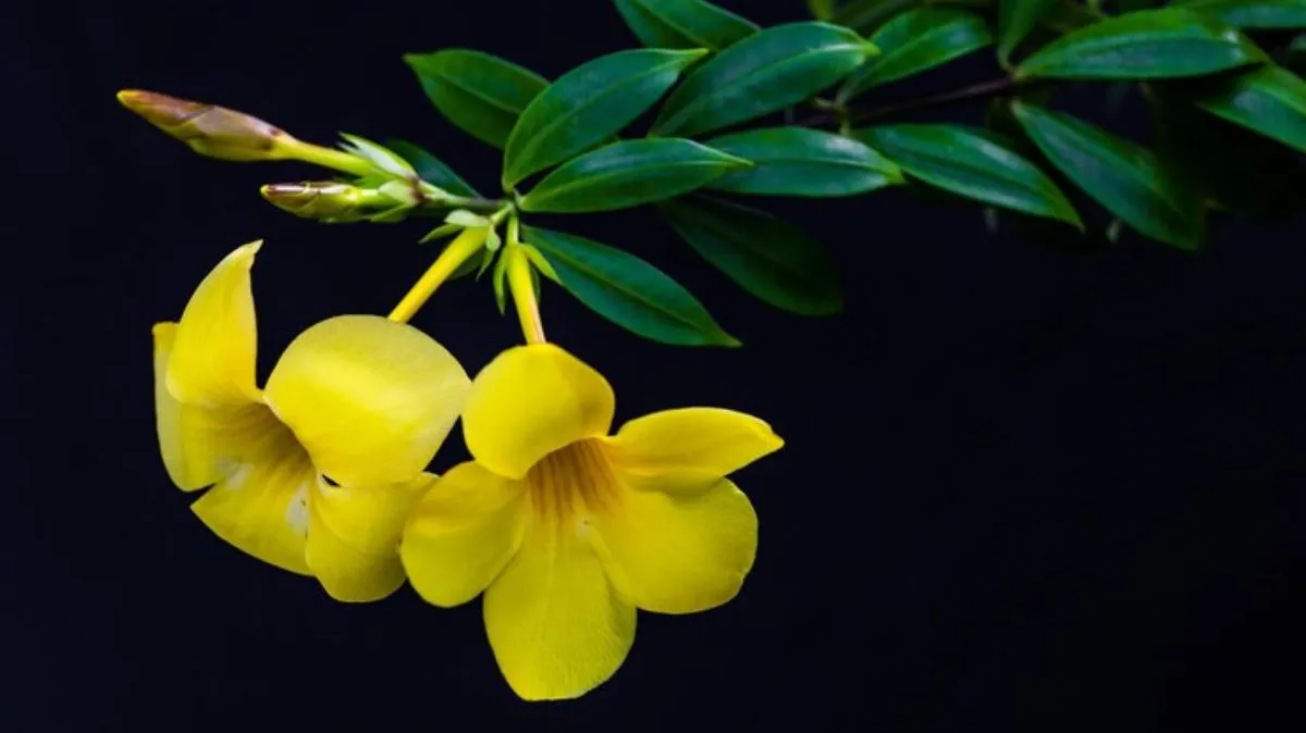 மருத்துவ குணம் நிறைந்த அரளி.. நன்மைகளும்.. தீமைகளும்..