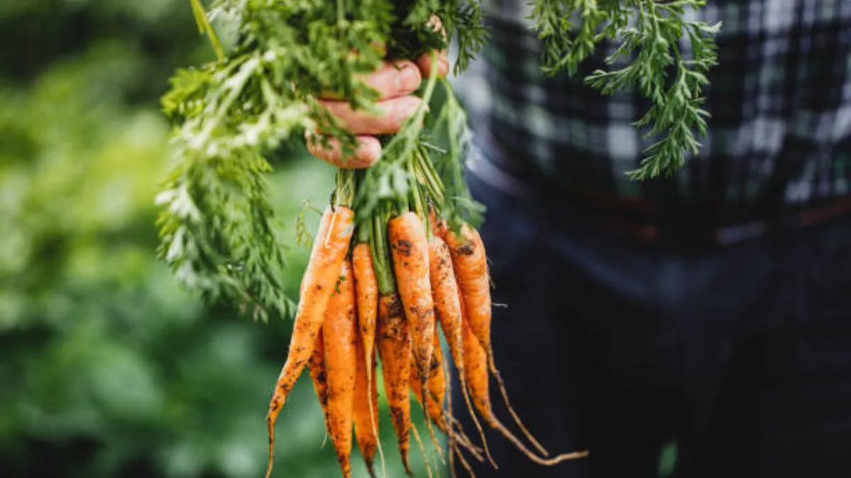 Carrot Health Benefits: எடை இழப்பு முதல்.. சரும ஆரோக்கியம் வரை.. கேரட் சாப்பிடுவதன் நன்மைகள் இங்கே..