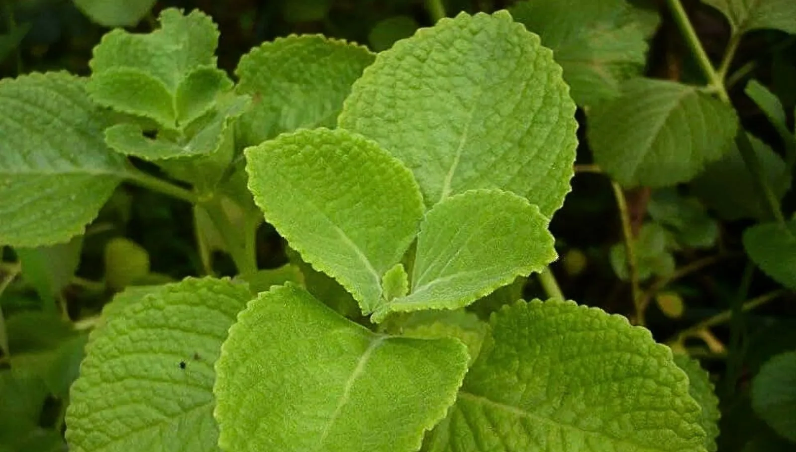 Omavalli Benefits: ஓமவல்லி இலைகளை சாப்பிடுவது சிறுநீரகங்களை சுத்தப்படுத்துமா?