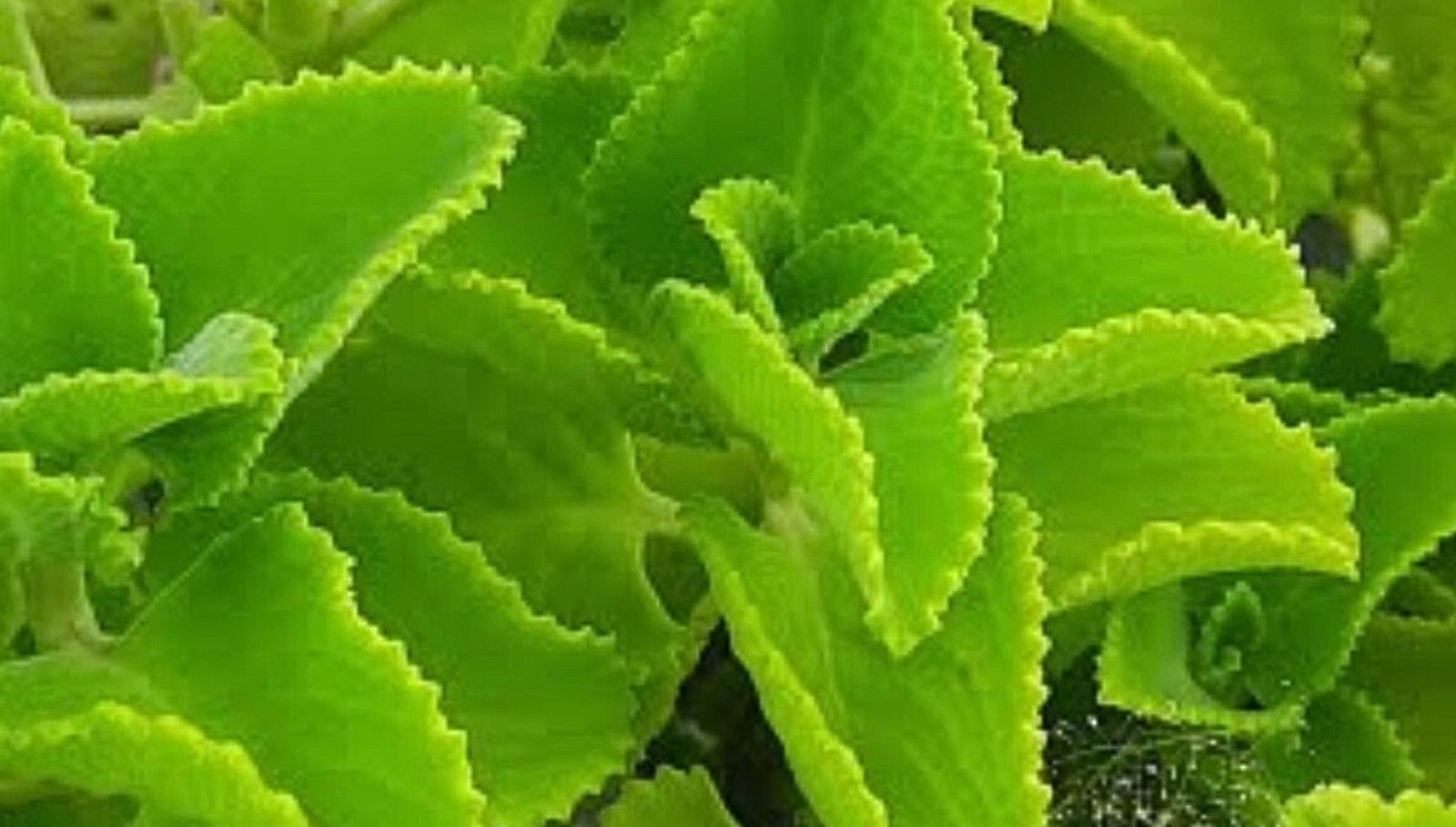 omavalli-benefits-in-tamil