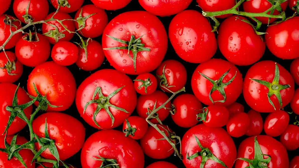 Benefits Of Tomato: தக்காளியை ஏன் உங்கள் உணவில் சேர்க்க வேண்டும் தெரியுமா.? இதன் நன்மைகள் இங்கே..