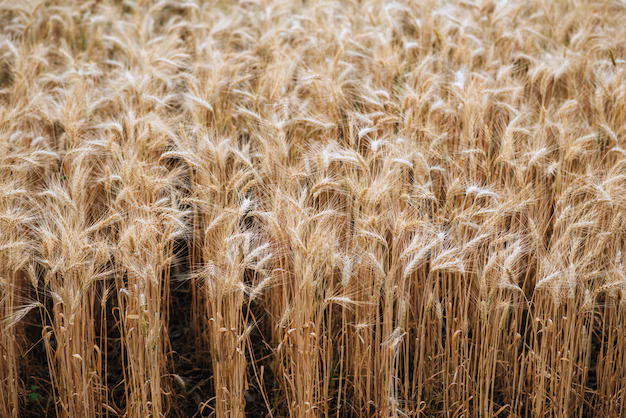 barley