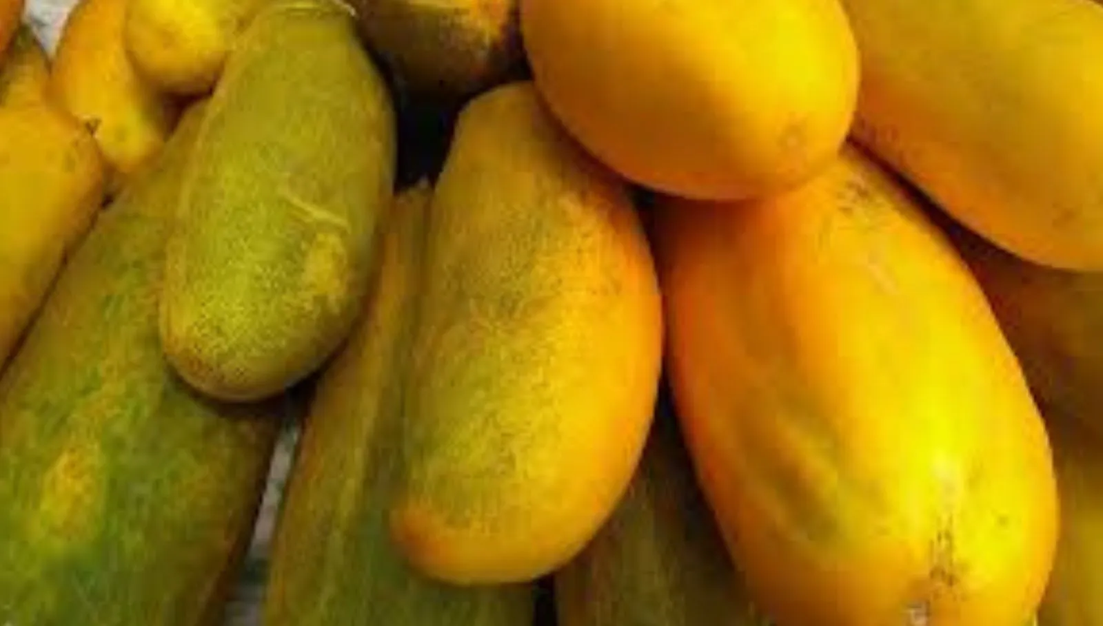 Cucumber Fruit: கோடை வெயிலில் வெள்ளரிப்பழத்தை தயவு செஞ்சு தேடி வாங்கி சாப்பிடுங்க!