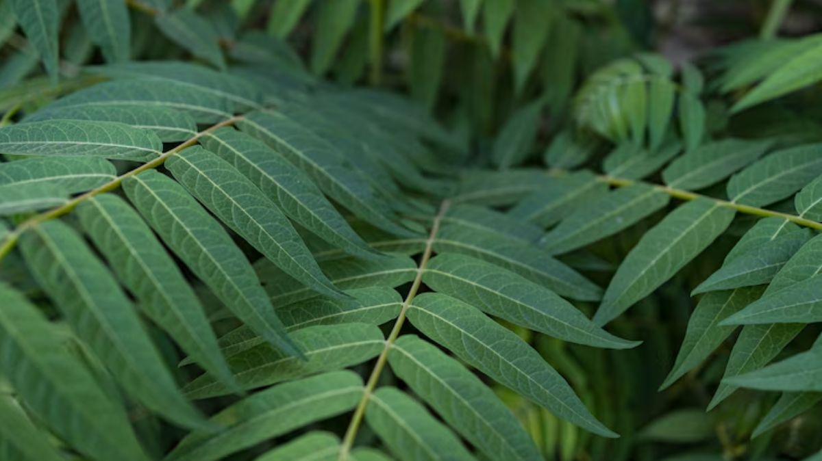 artical  - 2025-05-14T230701.709