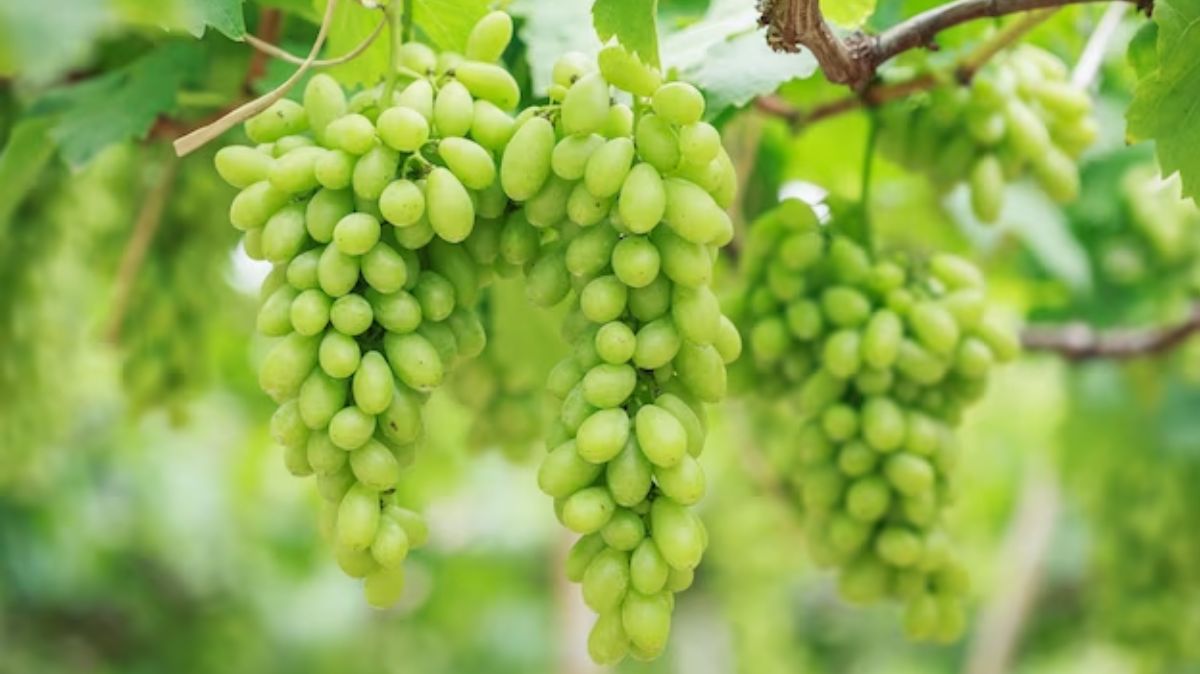 what-are-the-health-benefits-of-green-grapes-main