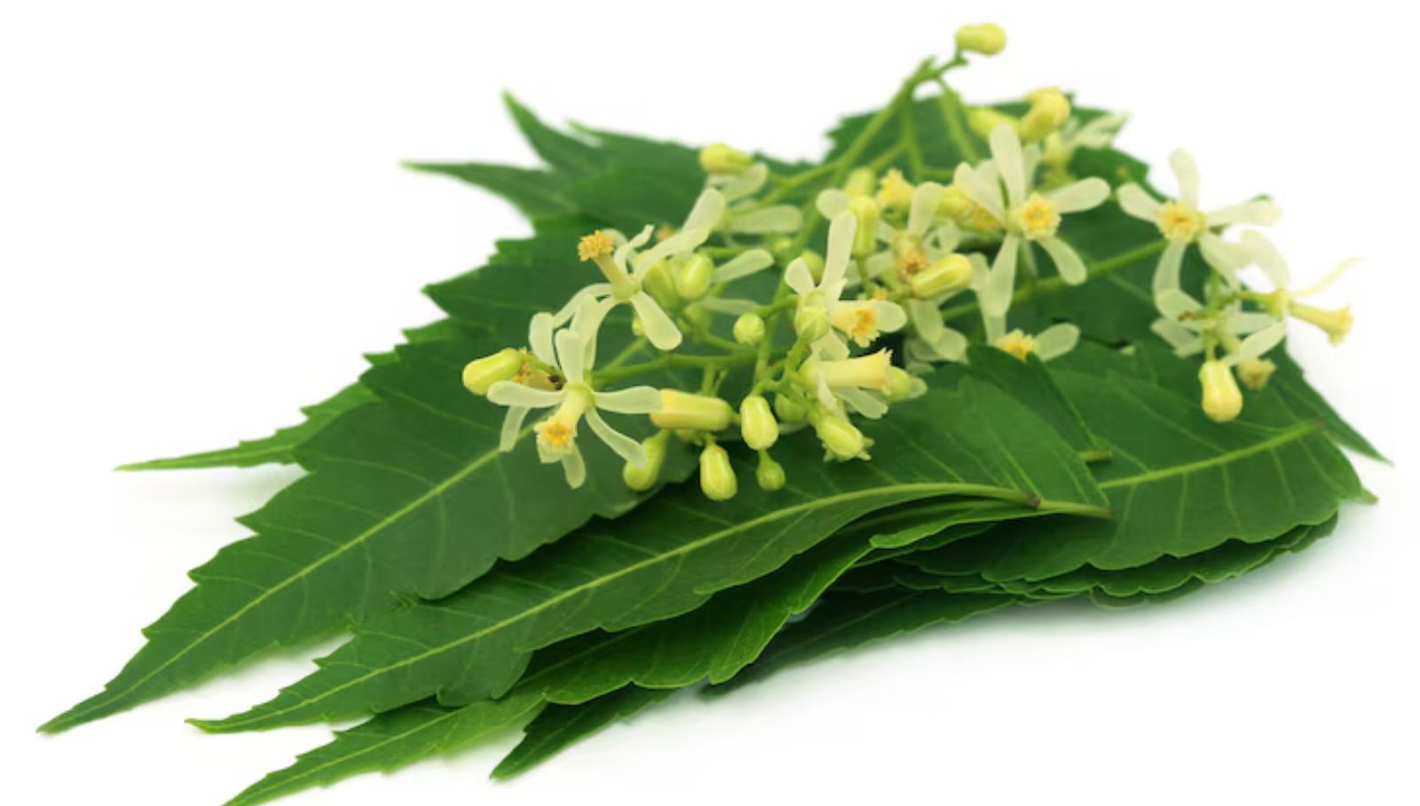 neem-leaf-juice-benefit-tamil
