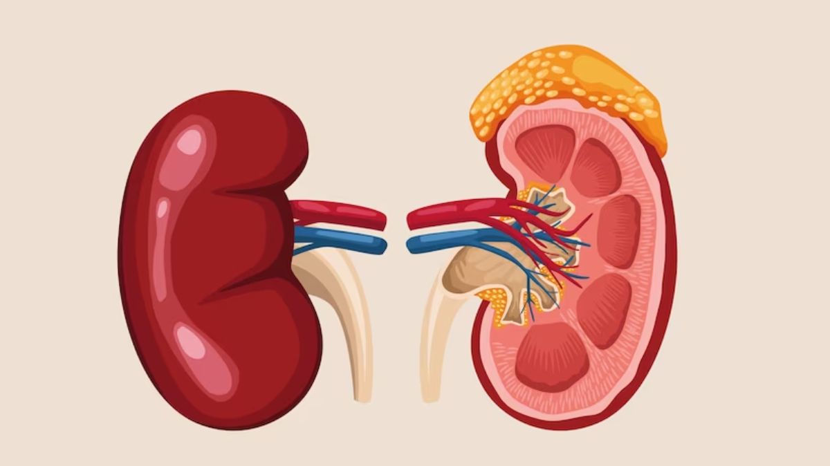 Sirukan Peelai for kidney-main