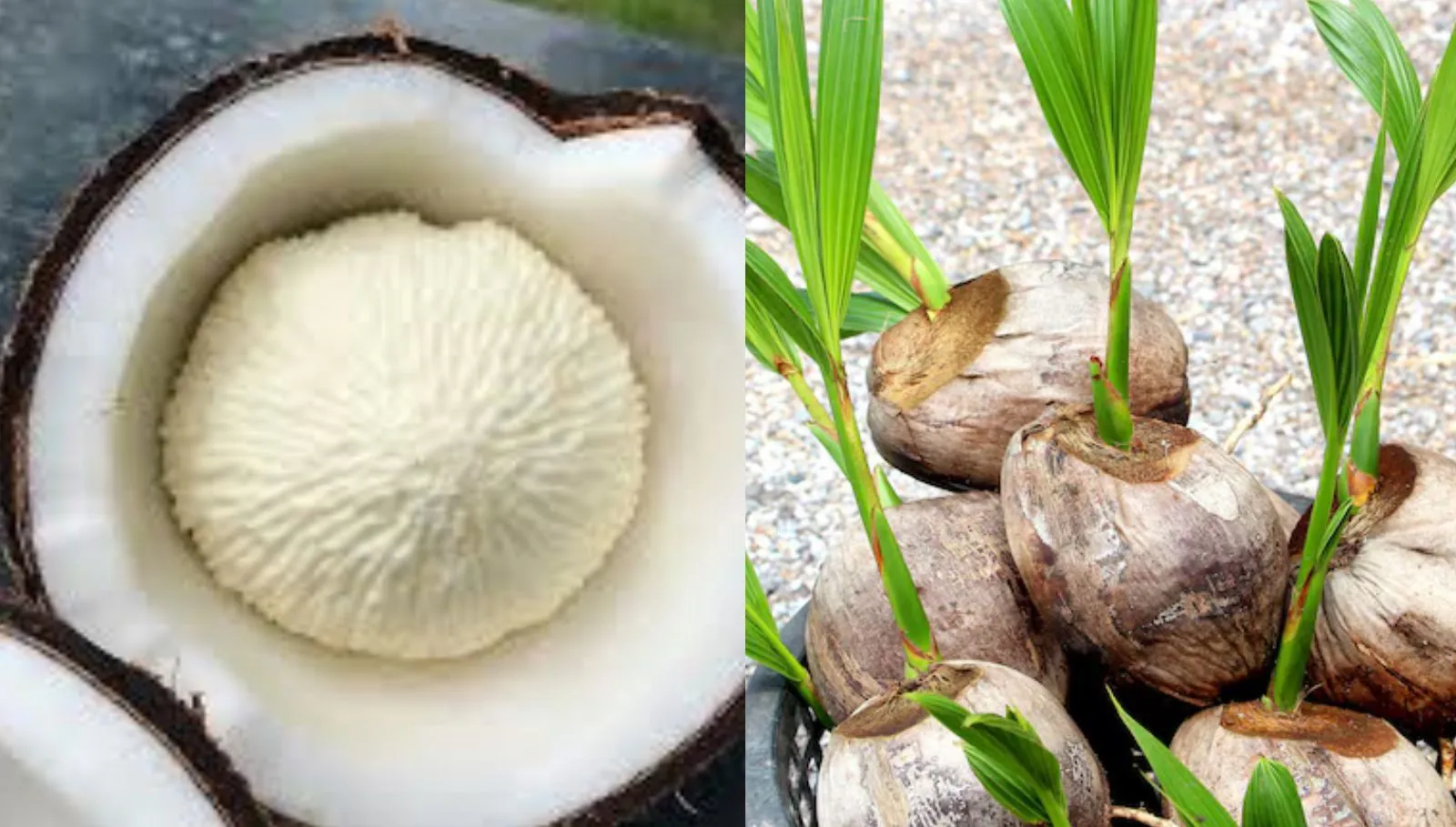 Coconut Flower: பூலோகத்து அமிர்தம் தேங்காய் பூ! பாரம்பரிய உணவான இதில் மறைந்துள்ள நன்மைகள்!
