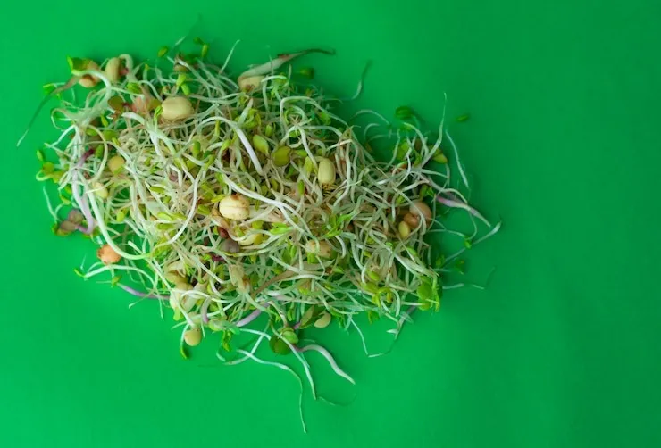 Health Benefits Of Sprouts: உடல் எடையை கடகடவென குறைக்க... தினமும் இதை மட்டும் சாப்பிட்டு பாருங்க...!
