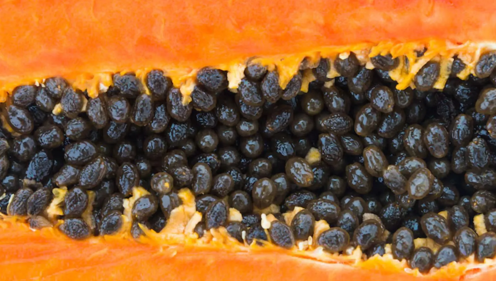 Papaya Seeds: கீழே தூக்கிப்போடும் பப்பாளி விதைகளை இப்படி யூஸ் பண்ணுங்க! உச்சந்தலை முதல் உள்ளங்கால் வரை!