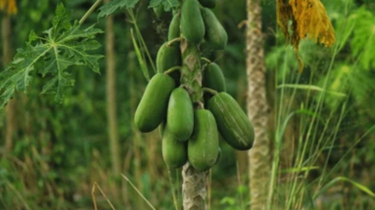 artical  - 2025-06-24T121714.007