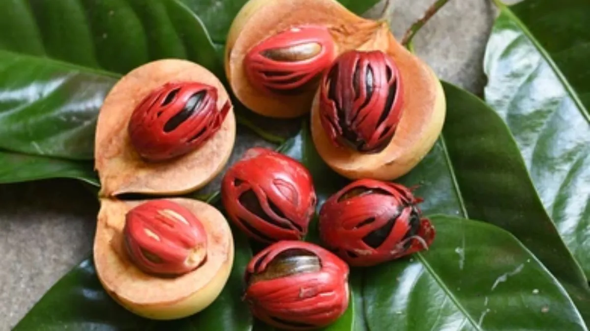 எடை இழப்புக்கு ஜாவித்ரி செய்யும் அற்புதங்கள் இங்கே..