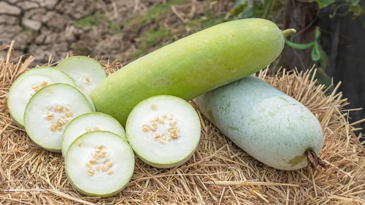 சுரைக்காய்.. ஆரோக்கியத்தின் களஞ்சியம்.! நன்மைகள் இங்கே..