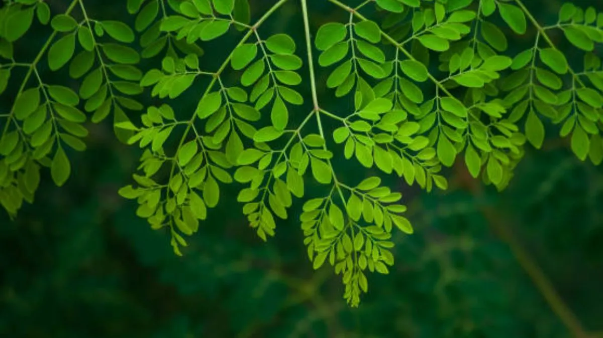 மாயாஜாலம் செய்யும் முருங்கை கீரை.! இதன் அற்புதங்கள் இங்கே..