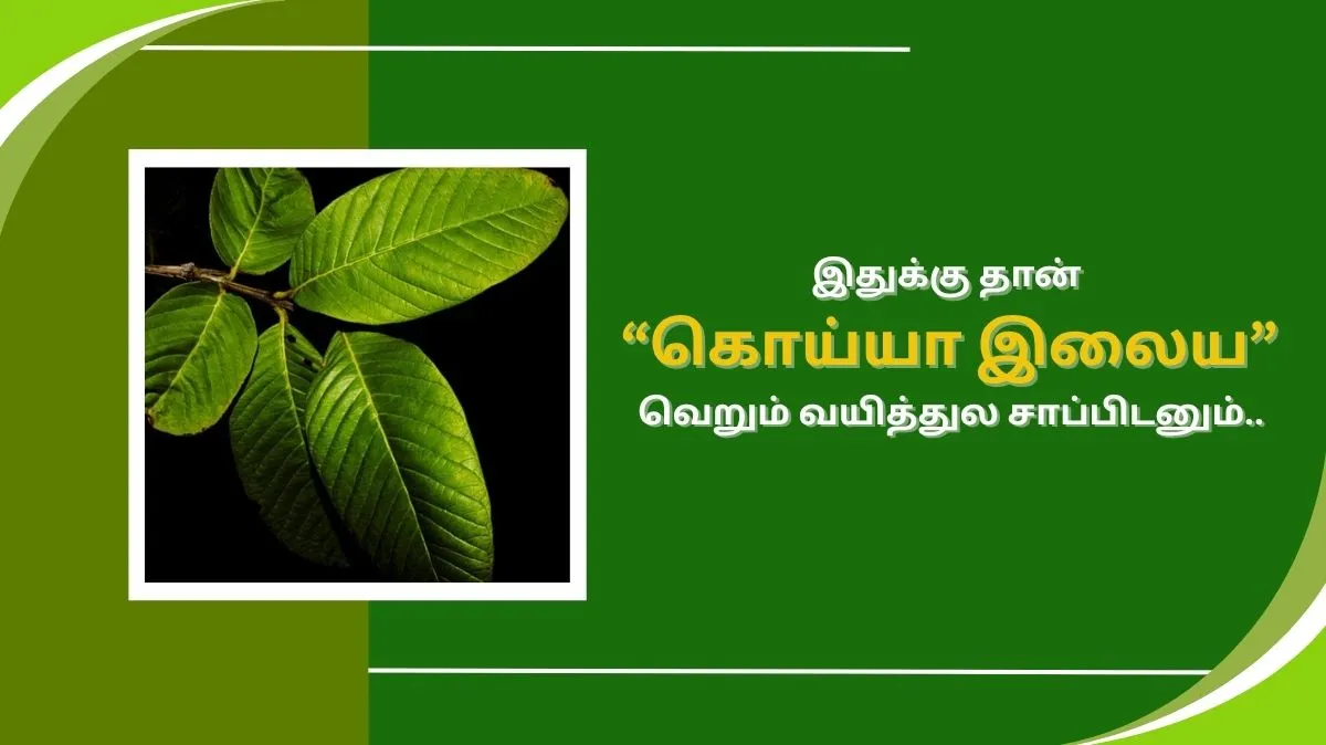 இதுக்கு தான் கொய்யா இலையை வெறும் வயிற்றில் சாப்பிடனும்னு சொல்றது..