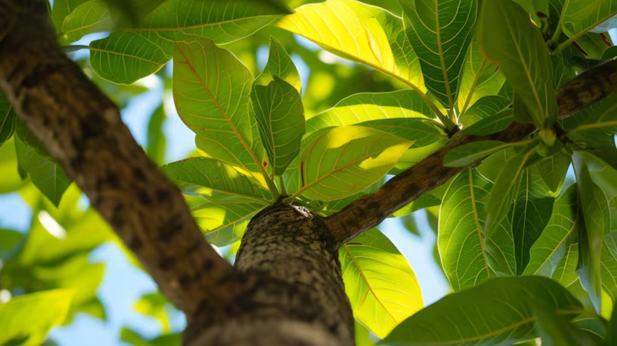 artical  - 2025-07-24T224545.667