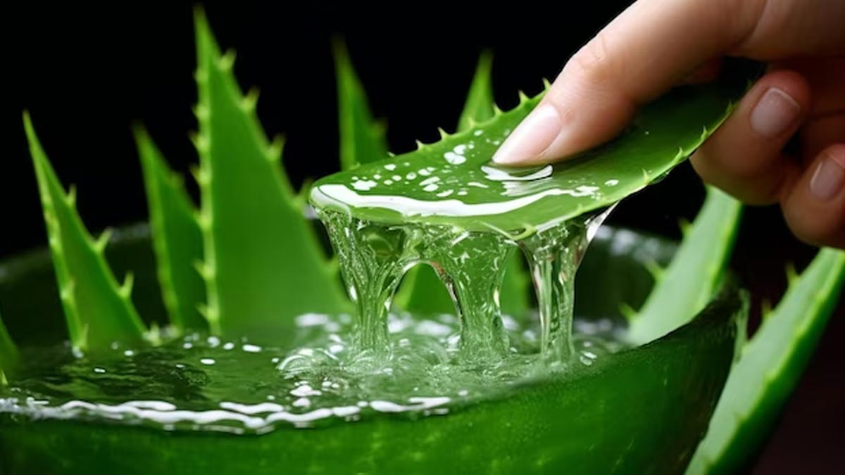 how-to-use-aloe-vera-gel-for-hair-growth-01