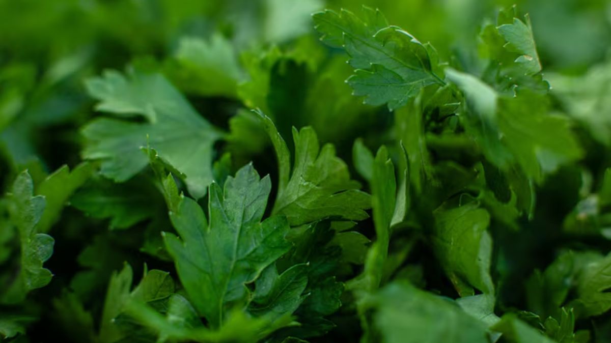 artical  - 2025-07-26T225708.357