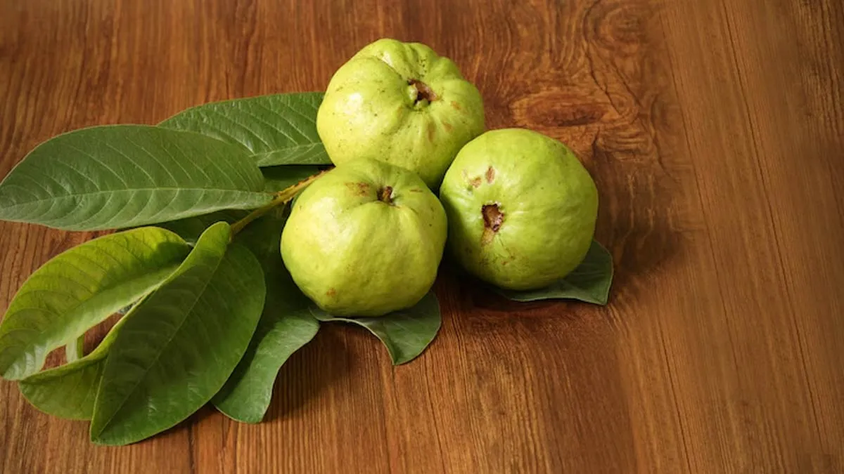 Health benefits of guava: வயிற்றுப்போக்கிற்கு கொய்யா இலை நல்லதா? நன்மை தீமைகள் இங்கே!