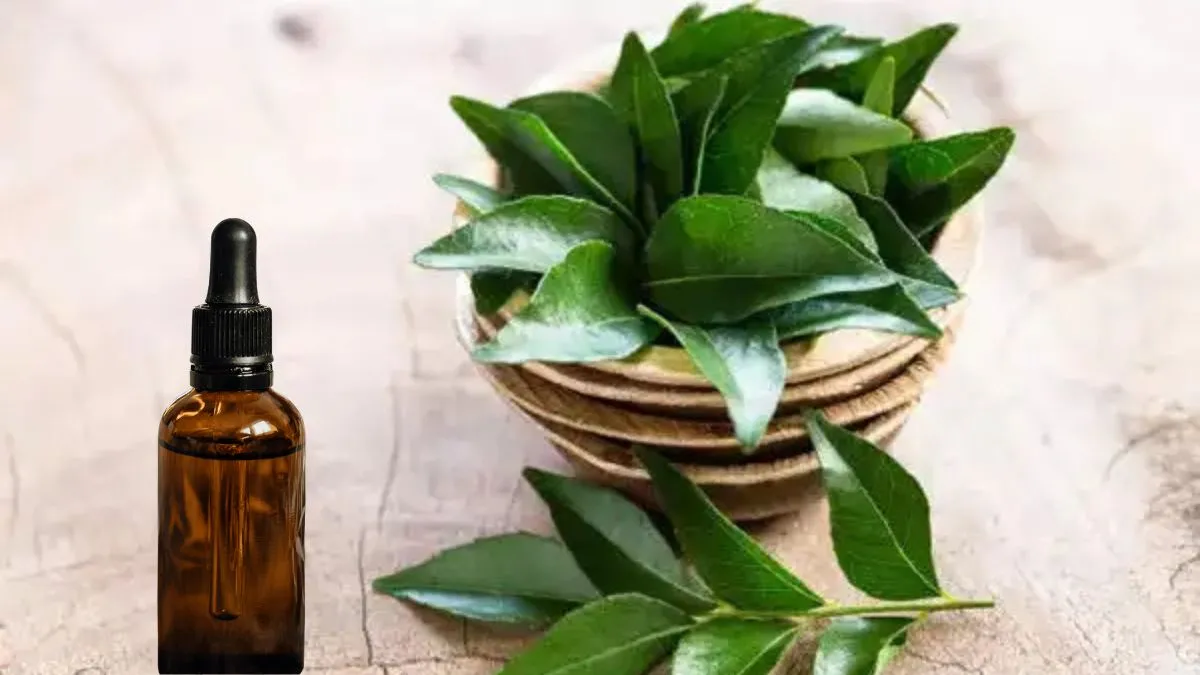 கறிவேப்பிலை எண்ணெயை யூஸ் பண்ணா முடி உதிர்வைத் தடுக்கலாமா? மருத்துவர் தரும் பதில்