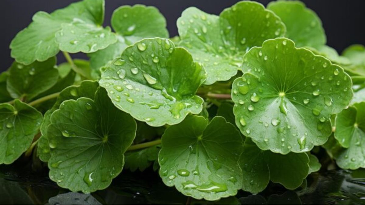 artical  - 2025-08-15T001034.919