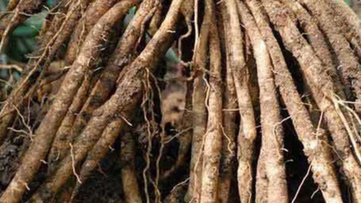 artical  - 2025-09-08T223709.427