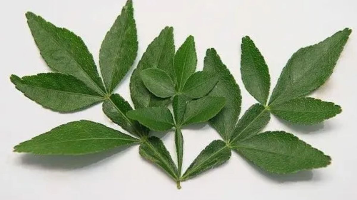 artical - 2025-10-14T130423.908