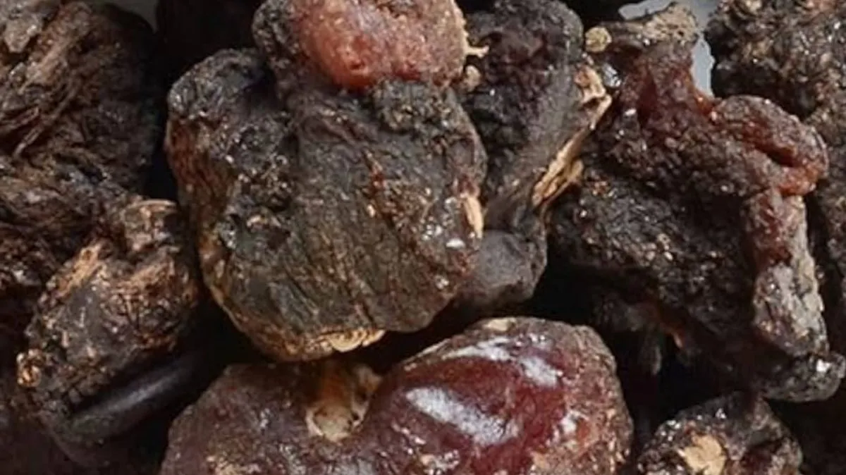 முருங்கை பிசின் எப்படி சாப்பிட்டால் பலன் கிடைக்கும் தெரியுமா.? மருத்துவர் விளக்கம் இங்கே..