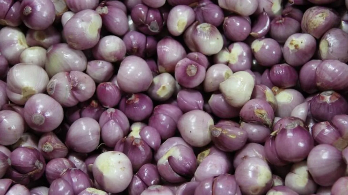 சின்ன வெங்காயம் பச்சையாக சாப்பிடலாமா.? எவ்வளவு சாப்பிடலாம்.? யாருக்கு நல்லது.? மருத்துவர் விளக்கம்..