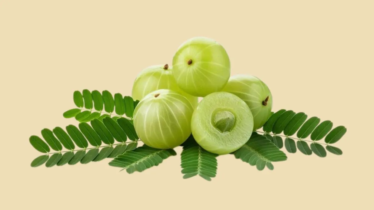 தொடர்ந்து 2 வாரங்களுக்கு ஆம்லா சாப்பிடுங்க.. எக்கச்சக்க நன்மைகள் கிடைக்கும்! சரியான வழியில் எப்படி சாப்பிடணும் தெரியுமா?