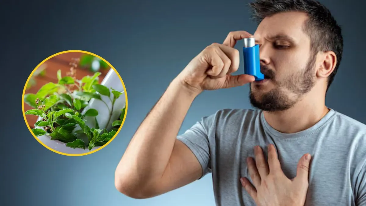 ஆஸ்துமா பிரச்சனையா? துளசி ஒன்னு போதும்.. எப்படி யூஸ் பண்ணனும்னு தெரிஞ்சிக்கோங்க