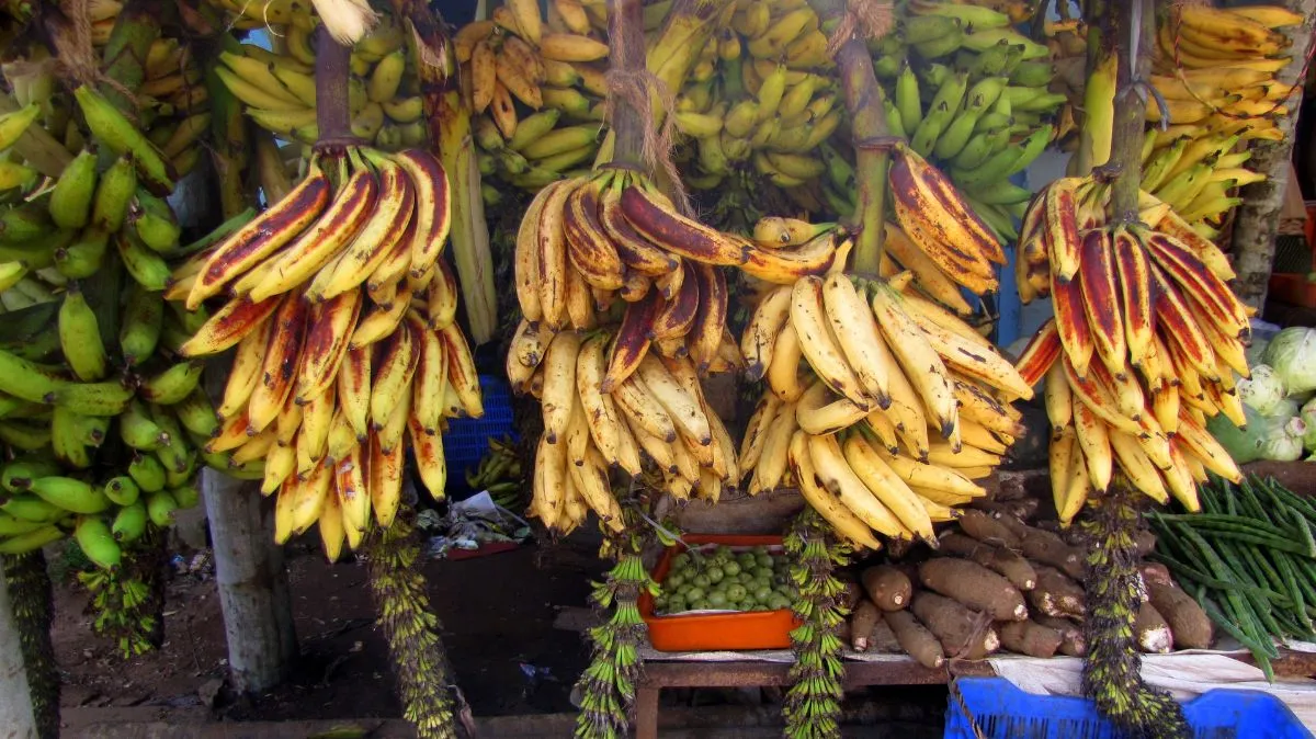 நேந்திரம்பழம்: சர்க்கரை நோயாளிகளுக்கும் பாதுகாப்பான சூப்பர் உணவு – மருத்துவர் தீபா விளக்கம்!