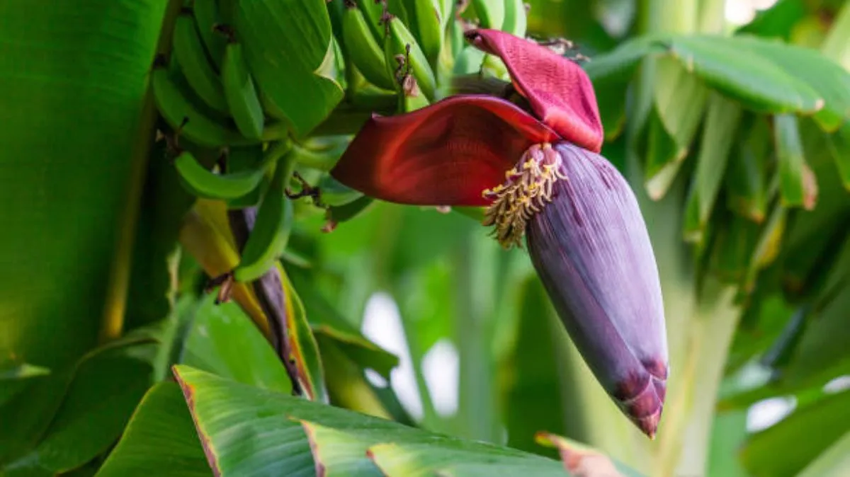 பெண்களின் பல பிரச்னைகளுக்கு ஒரே தீர்வு.! வாழைப்பூ ஜூஸ் இப்படி குடிங்க..