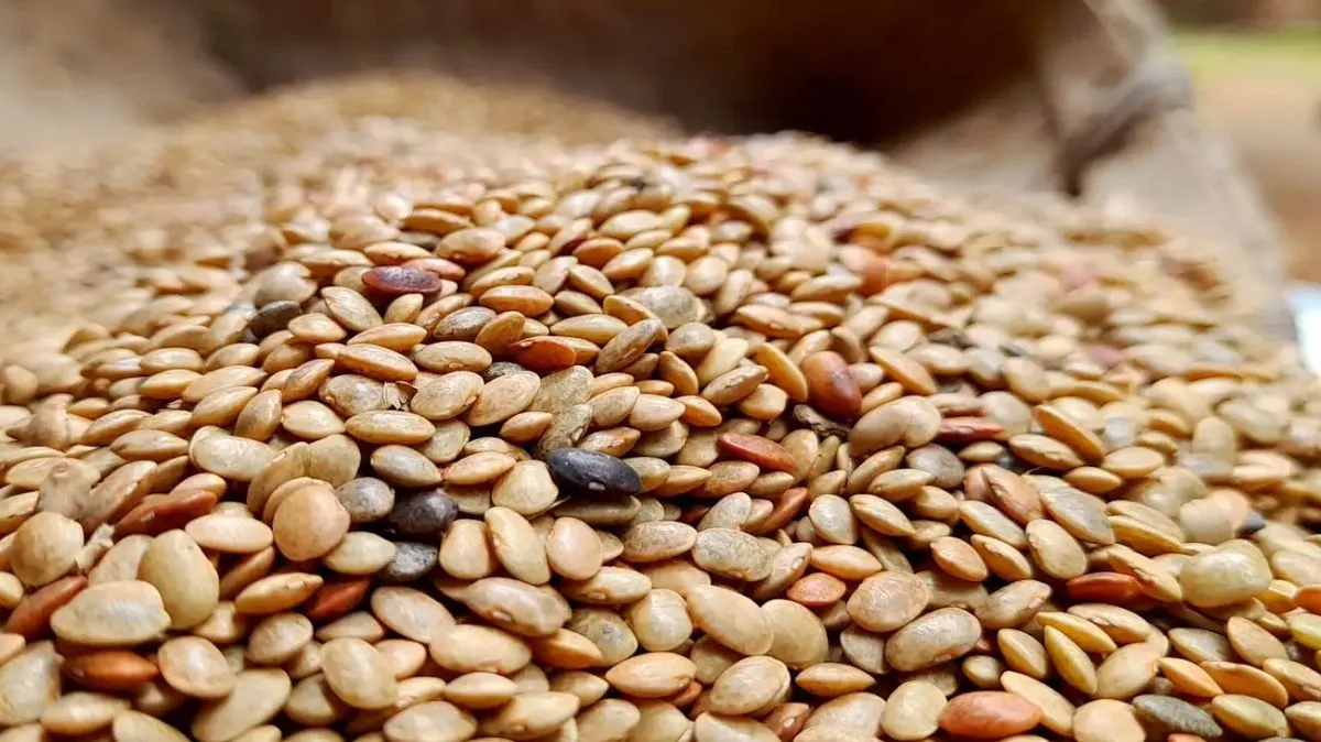 கொள்ளு சாப்பிடுறீங்களா? பெண்களுக்கான ரகசிய நன்மைகள் இங்கே!