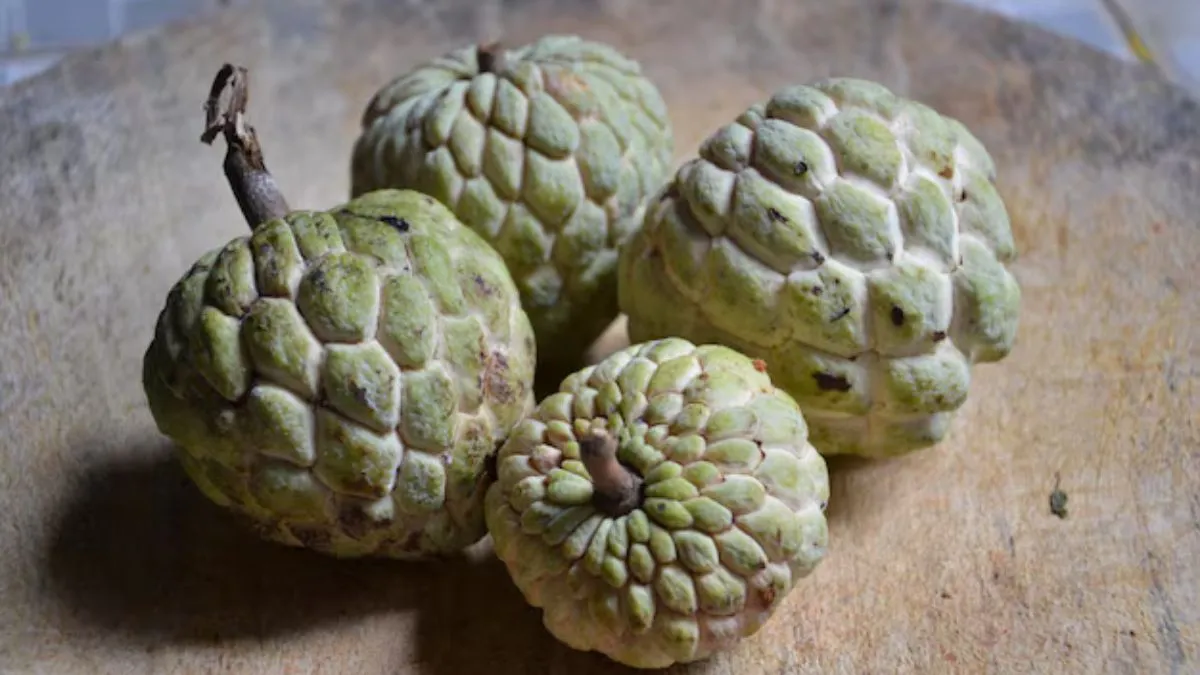 பசியின்மை முதல் குடல் ஆரோக்கியம் வரை.. குளிர்காலத்தில் சீதாப்பழம் தரும் அதிசய நன்மைகள்