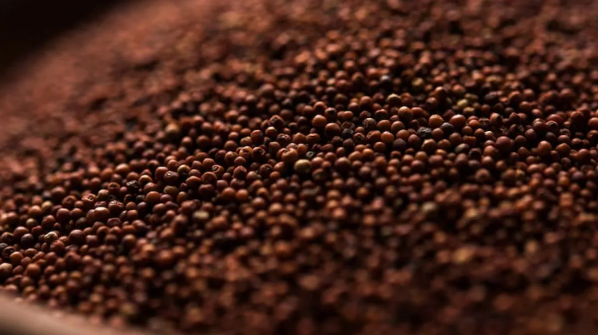 ராகி எல்லாருக்கும் நல்லதல்ல! சர்க்கரை நோயாளிகள் கவனிக்க வேண்டும் – மருத்துவர் சிவராமன் எச்சரிக்கை