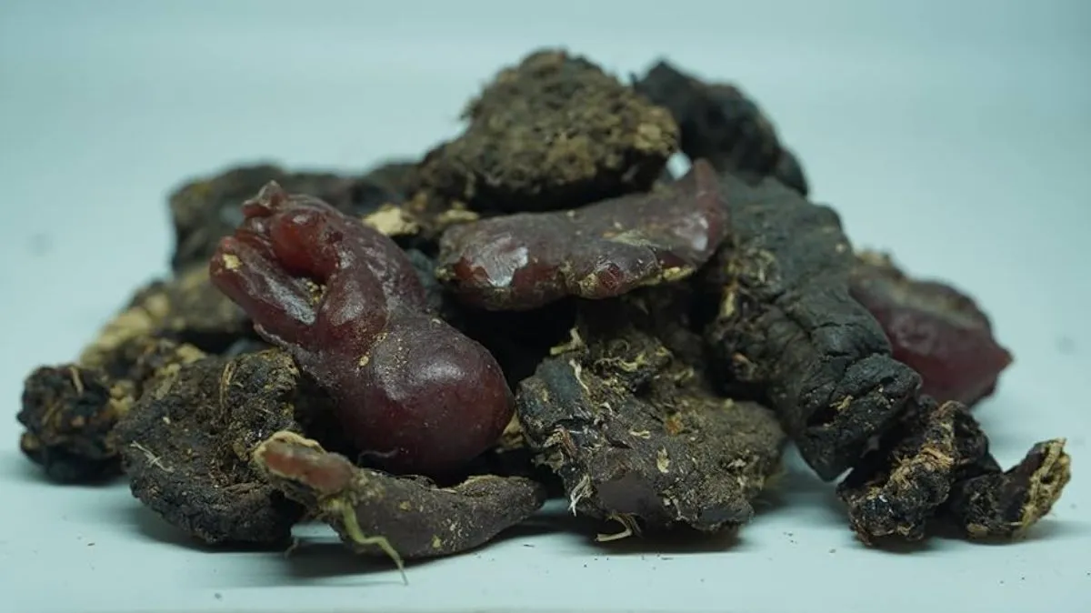 முருங்கை பிசின்.. நோய் எதிர்ப்பு சக்தியை பல மடங்கு உயர்த்தும் இயற்கை மருந்து.! மருத்துவர் கௌதமன் விளக்கம்..